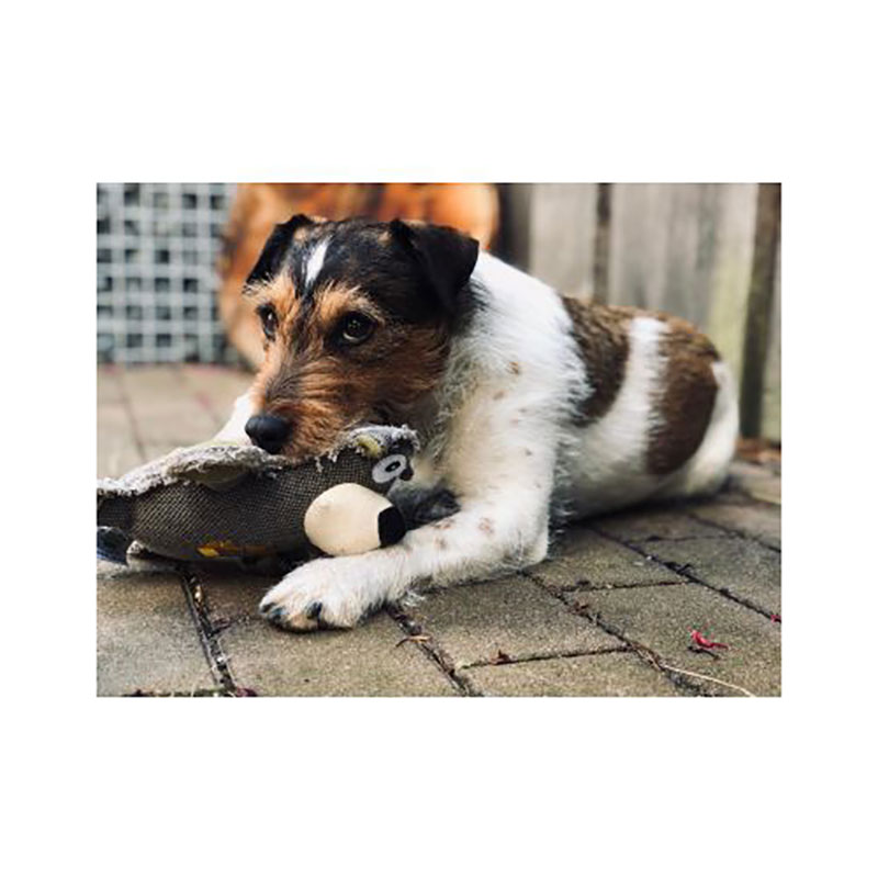 balu_hundespielzeug Plišani medvjed Rüdiger igračka za pse od prirodnih materijala