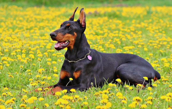 Doberman kao kućni ljubimac